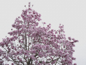 Magnolia Tree as a Canvas