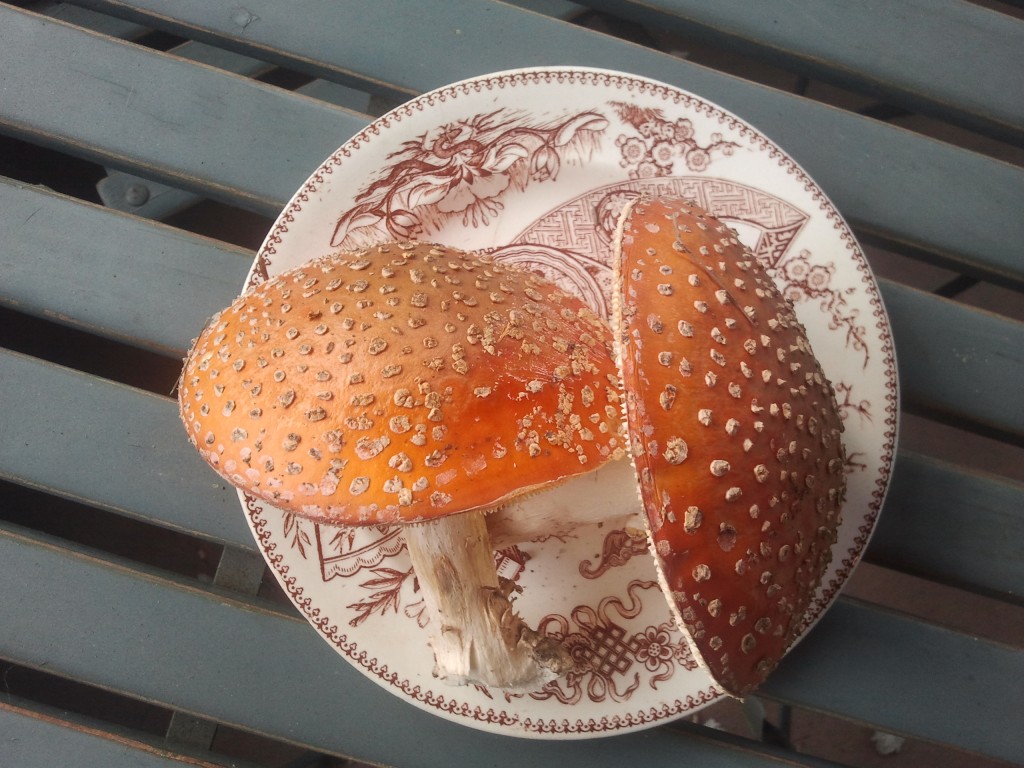 Amanita Muscaria